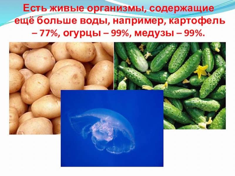 Организм содержащий. Живых организмов содержит больше воды. Какие живые организмы содержат много воды. На сколько процентов огурец состоит из воды. Больше всего воды содержится в живых организмах.