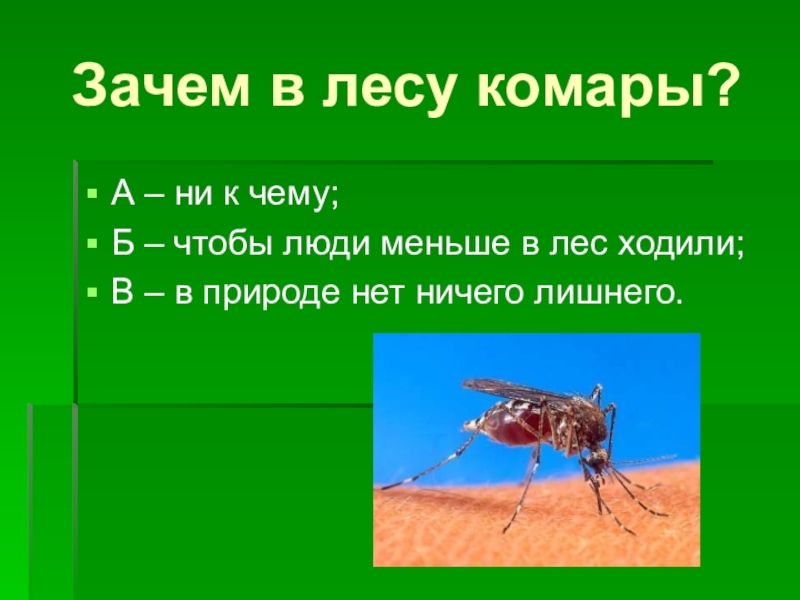 Лес комары презентации. Лесные комары большие. Работы в. а. комара. Почему в лес ходит