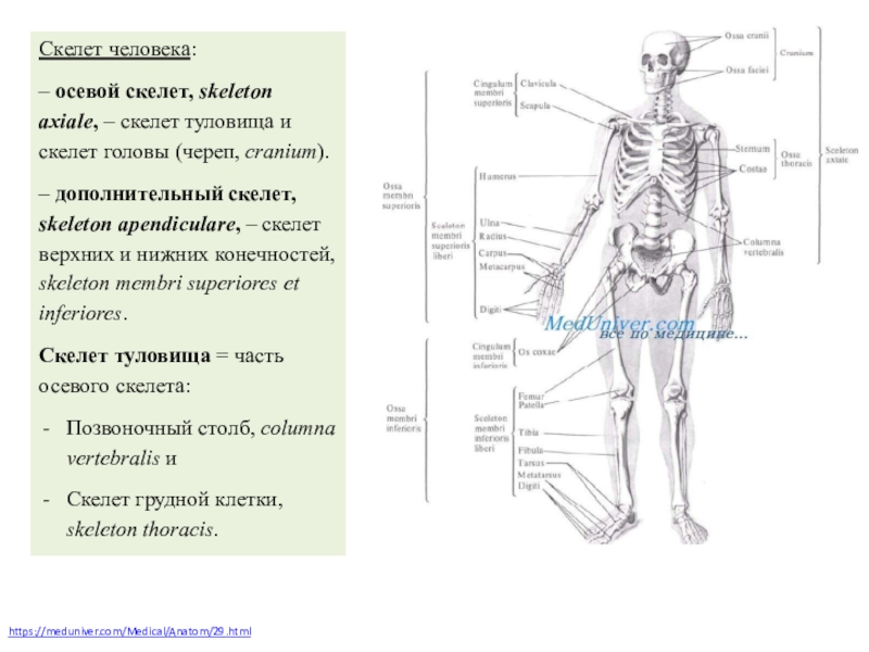 Биология 8 класс скелет головы и туловища. Осевой скелет meduniver. Осевой скелет человека череп туловище. Осевой и дополнительный скелет. Анатомическая терминология скелет.