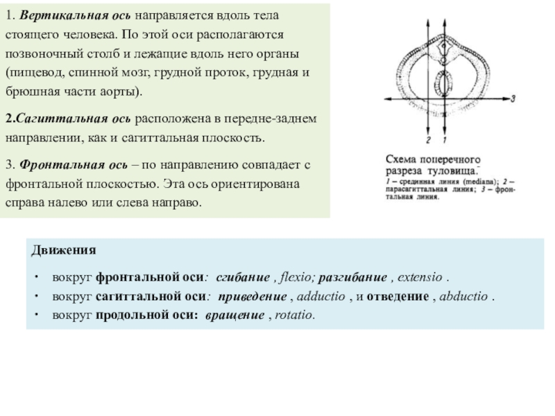 Вокруг вертикальной оси. Вертикальная ось. Вертикальная ось вдоль тела. Вертикальная ось схема куда направляется. Движение вокруг вертикальной оси.