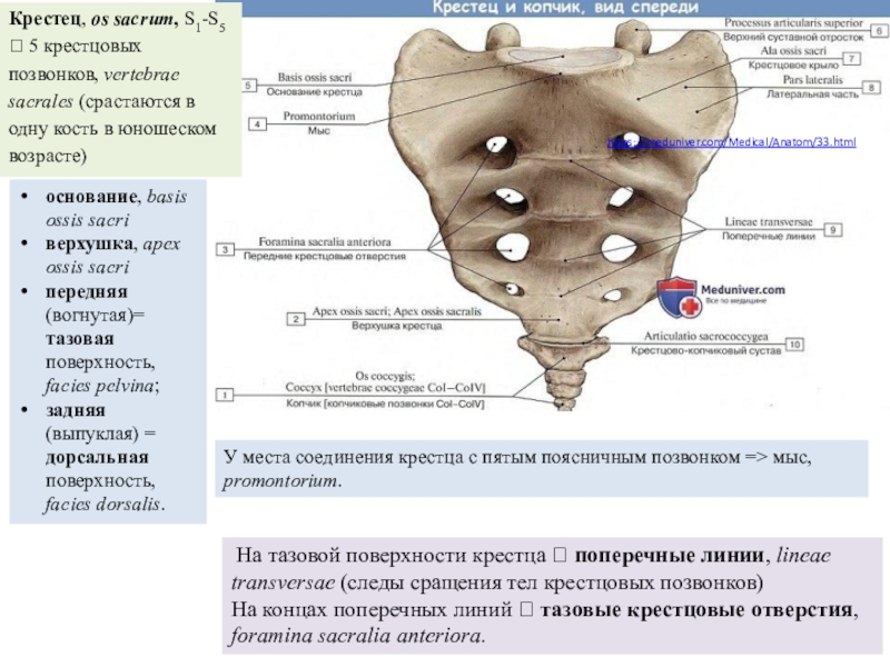 Признаки крестца. Тазовые крестцовые отверстия на латыни. Мыс крестца анатомия. Крестец строение meduniver. Анатомия крестцовой кости.