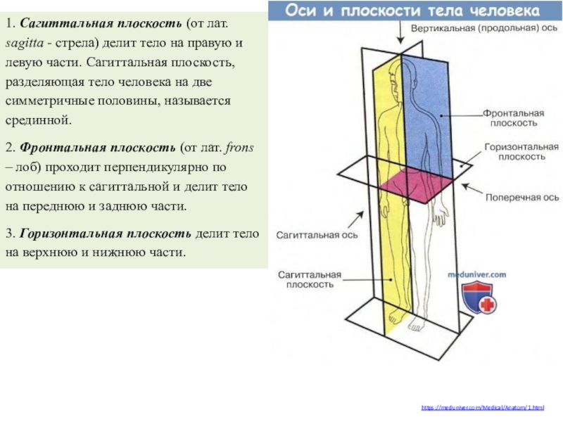 Сагиттальная плоскость это