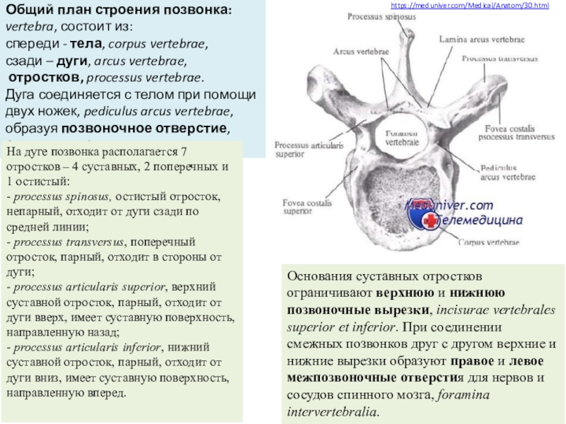 Общий план строения позвонков