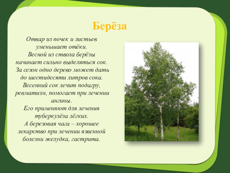 Сочинение по картине стволы берез 5 класс