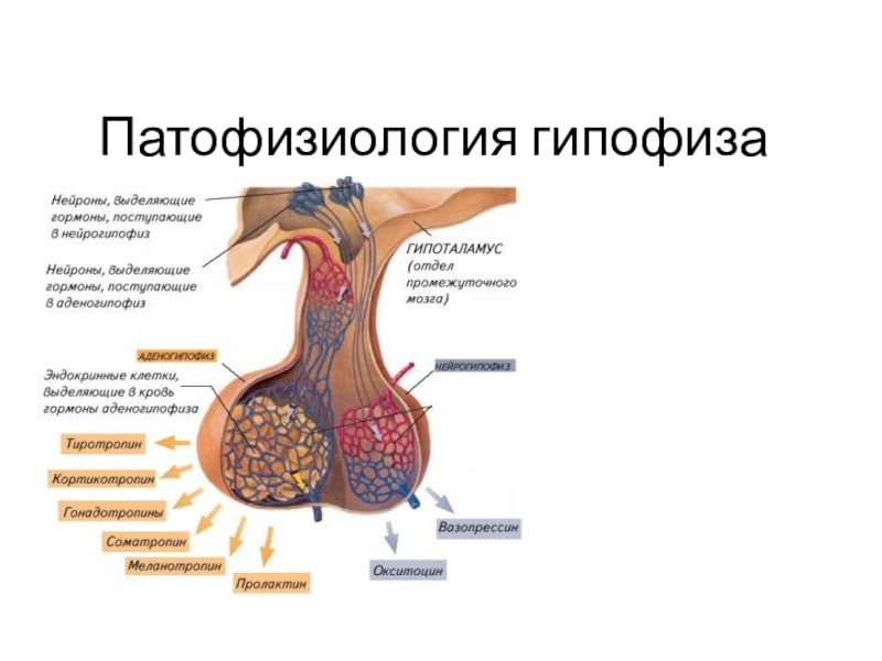 Заболевания гипофиза презентация