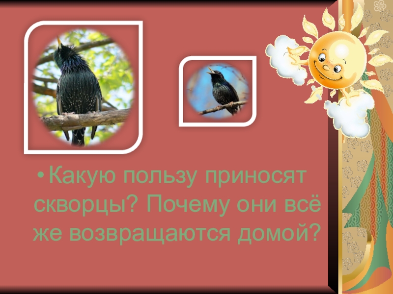 Какую пользу приносят скворцы. Скворец молодец Сладков. Какую пользу приносить пользу скворец.