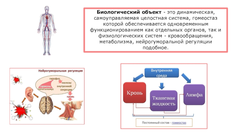 Между биологическими объектами. Физиологический гомеостаз. Системный гомеостаз. Звенья гомеостаза. Структурный гомеостаз.