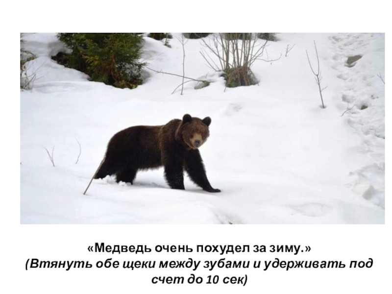 «Медведь очень похудел за зиму.» (Втянуть обе щеки между зубами и удерживать под счет до 10 сек)