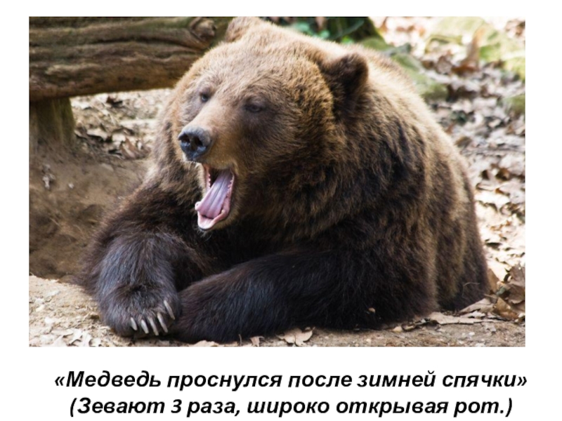 «Медведь проснулся после зимней спячки» (Зевают 3 раза, широко открывая рот.)