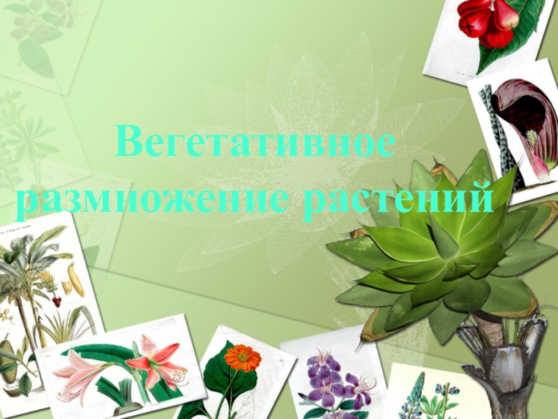 Презентация Вегетативное
размножение растений