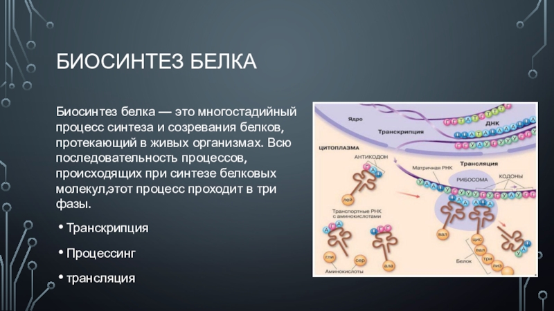 Биосинтез белков последовательность