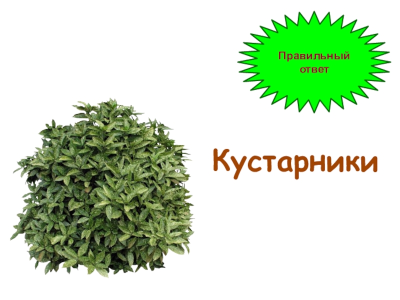 Кустарник ответ. Самый умный куст.