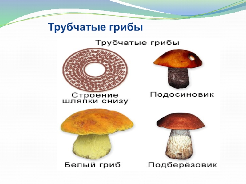 Различие трубчатых грибов. Трубчатые грибы подосиновик. Строение трубчатого гриба. Трубчатые и пластинчатые грибы схема. Пластинчатые и трубчатые грибы строение.
