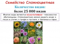 Семейство Сложноцветные
Количество видов:
более 25 000 видов
Многие виды