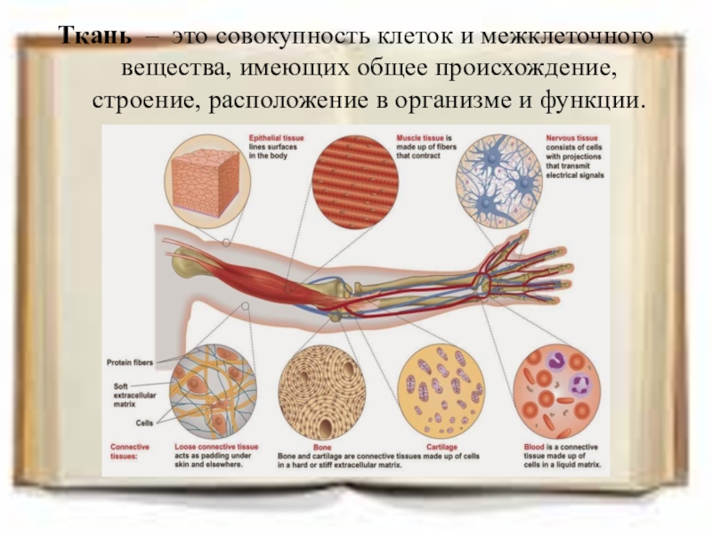 Происхождение строение