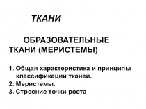 ТКАНИ ОБРАЗОВАТЕЛЬНЫЕ ТКАНИ (МЕРИСТЕМЫ) 1. Общая характеристика и принципы