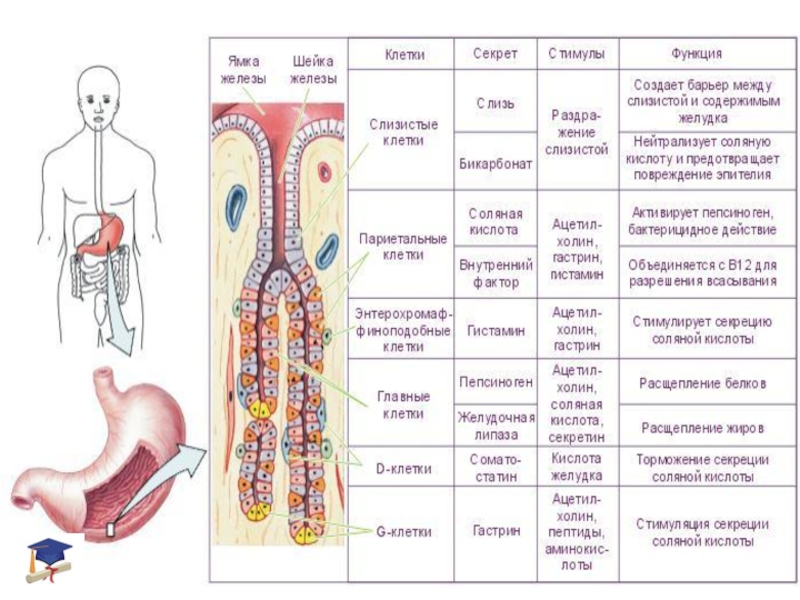 Железы желудка заболевания. Железы желудка. Железы желудка и их секреты. Средства применяемые при избыточной секреции желез желудка. Клетки желез желудка.