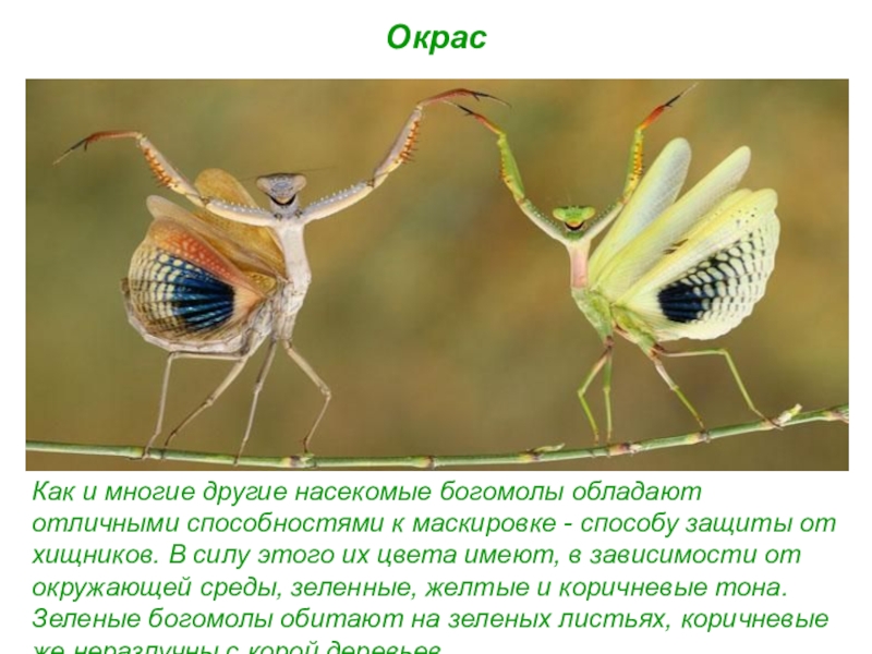Богомол насекомое фото чем опасен для человека и описание
