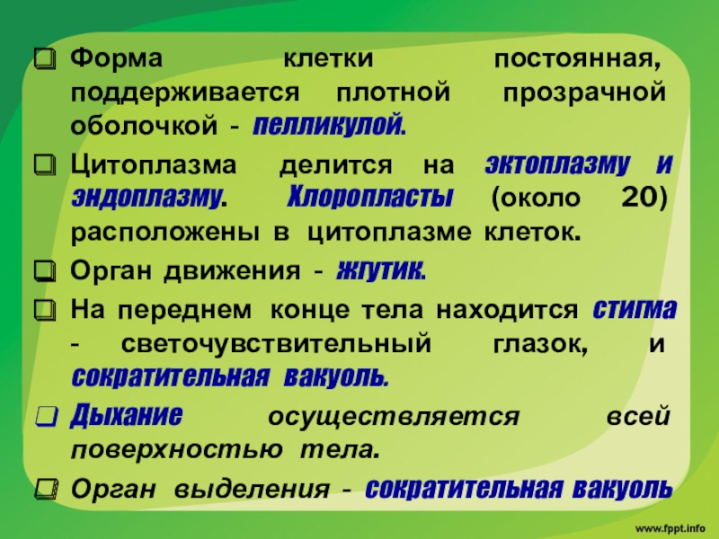 Клетки постоянно делятся. Форма цитоплазмы клетки. Форма клетки поддерживается. Цитоплазма делится на эндоплазма. Цитоплазма плотная прозрачная?.