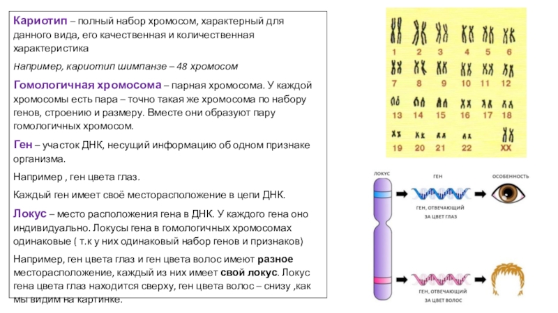 Изменение количества генов. Кариотип набор генов в хромосоме. Кариотип характеристика хромосом. Кариотип половых клеток. Характеристика хромосомного набора.