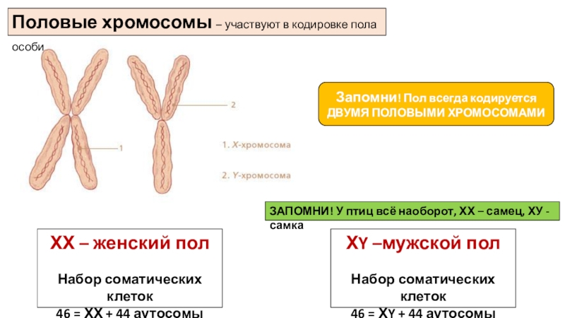 Х хромосома это мужская