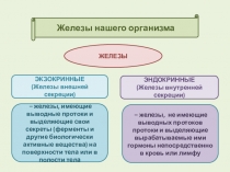 Железы нашего организма
ЭКЗОКРИННЫЕ
(Железы внешней