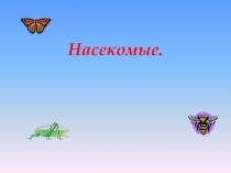 Насекомые