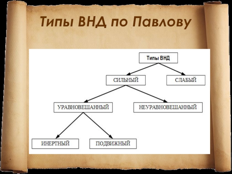 Высший вид. Типы высшей деятельности по Павлову. Типы ВНД по Павлову. Типы высшей нервной деятельности по Павлову. Высшая нервная деятельность Павлова.