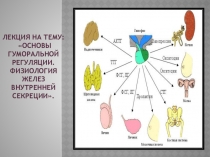 Лекция на тему: Основы гуморальной регуляции. Физиология желез внутренней