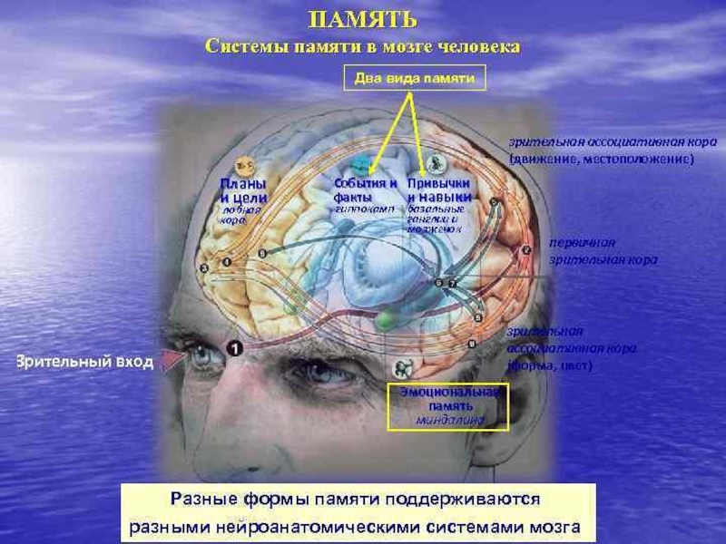 Где находится внимания. Мозг память. Физиология памяти человека. Отдел памяти в мозге. Мозг и память человека.