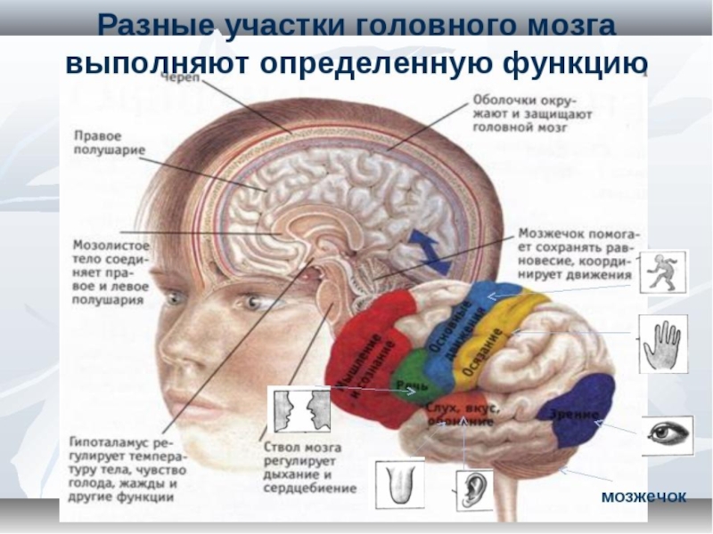 Память в каком отделе мозга. Участки мозга. Части головного мозга. Мозжечок в голове. Где находится мозг у человека.