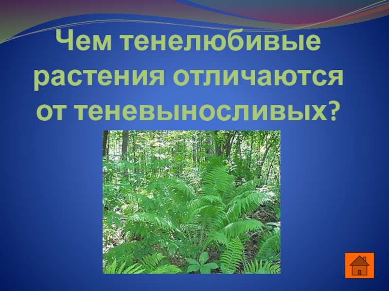 Что такое тенелюбивые растения. Тенелюбивые растения. Тенелюбивые растения примеры. Тенелюбивые Лесные растения. Тенелюбивые растения сообщение.