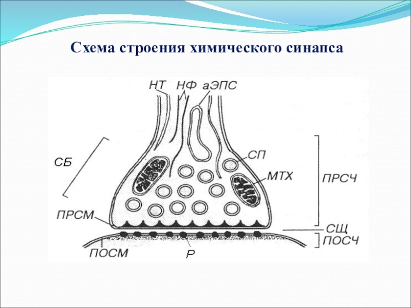 Схема синапса с обозначениями