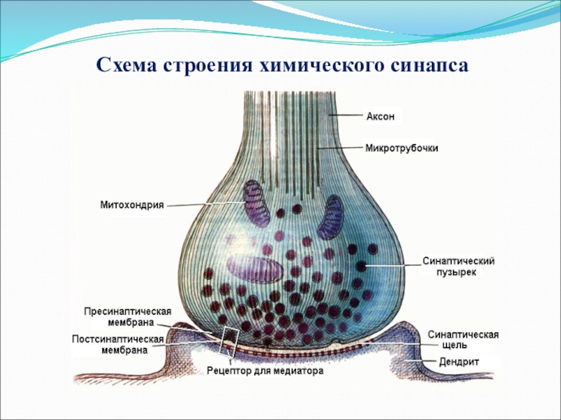 Схема строения химического синапса