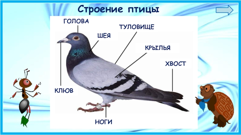 Окружающий мир 1 класс тема птицы презентация