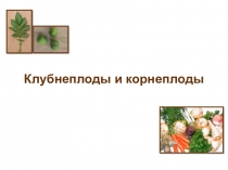 Клубнеплоды и корнеплоды