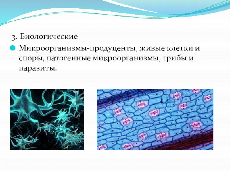 3. БиологическиеМикроорганизмы-продуценты, живые клетки и споры, патогенные микроорганизмы, грибы и паразиты.