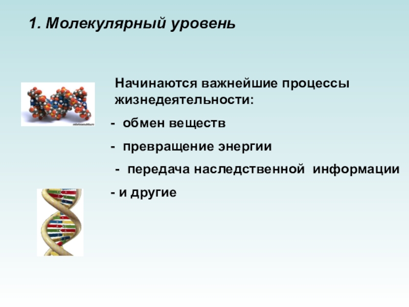 Молекулярный уровень жизни значение и роль в природе презентация 11 класс