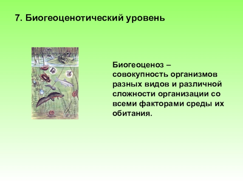 Био гео. Биогеоценотический уровень жизни. Биогеоценотическая система. Совокупность организмов разных видов и факторов среды их обитания. Иогецентрический видовой уровень организации.