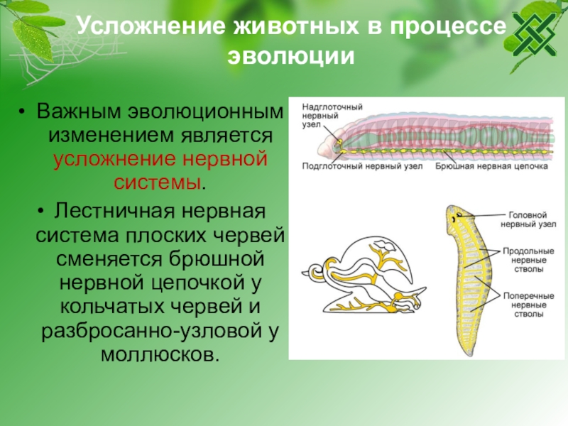 Этапы развития многоклеточных животных. Нервная система лестничного типа у плоских червей. Усложнение организмов. Усложнение живых организмов в процессе эволюции. Лестничная нервная система у плоских.