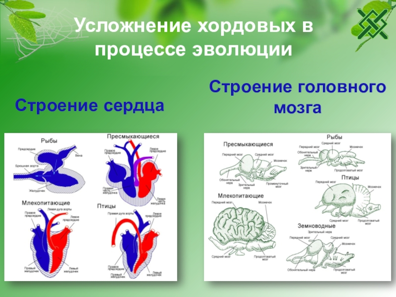 На рисунке схематически изображено строение сердца для какого класса хордовых характерно такое