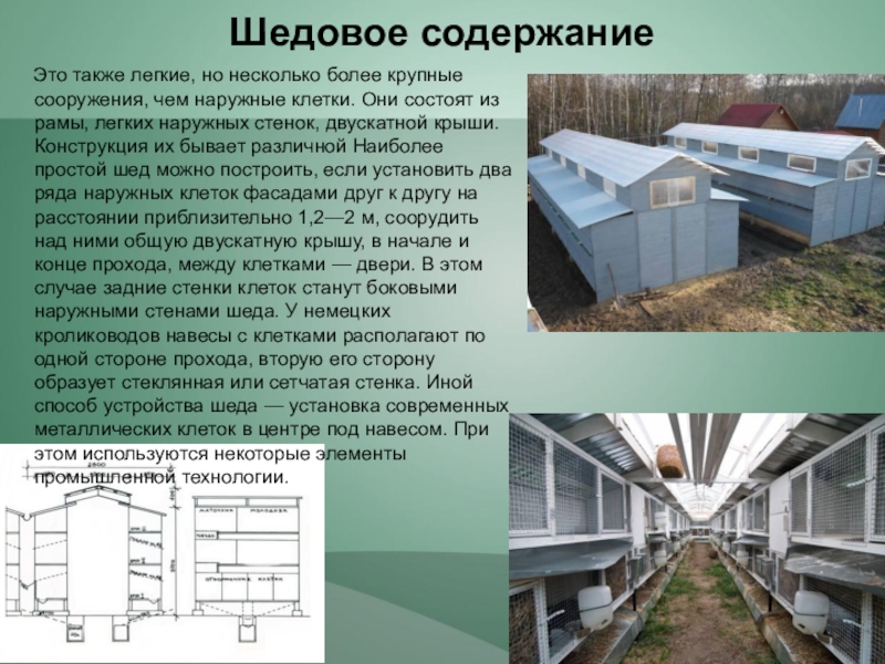 Система содержания. Содержание кроликов в шедах. Шедовая система разведения кроликов. Шедовая система содержания кроликов. Шедовое содержание кроликов.