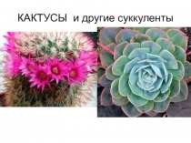 КАКТУСЫ и другие суккуленты