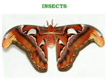 INSECTS