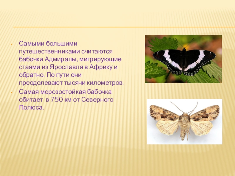 Бабочка какой вопрос. Обитание бабочек. Длительность жизни бабочки. Место где обитают бабочки. Место обитания бабочек.