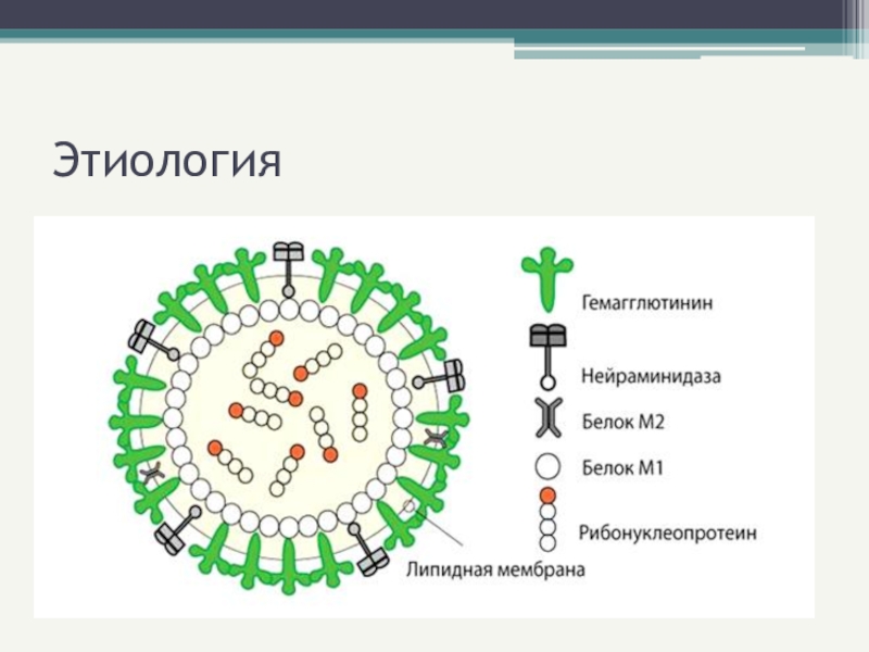 Грипп относится к семейству. М2 каналы вируса гриппа. М2 белок вируса гриппа. Этиология вируса. Возбудитель Оки вирусной этиологии.