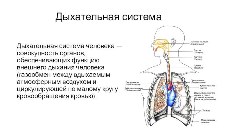 Презентация Дыхательная система