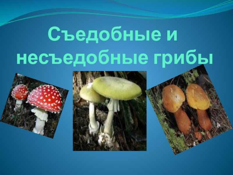Презентация Съедобные и несъедобные грибы