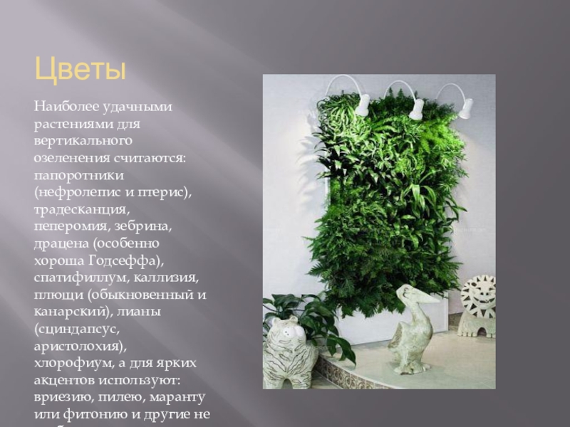 Цветы Наиболее удачными растениями для вертикального озеленения считаются: папоротники (нефролепис и птерис), традесканция, пеперомия, зебрина, драцена (особенно