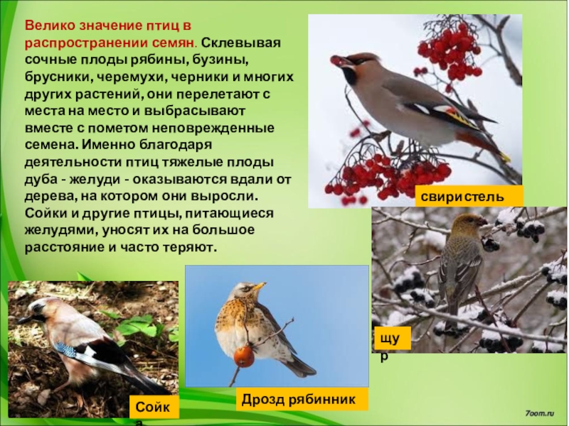 Роль птиц в жизни человека презентация